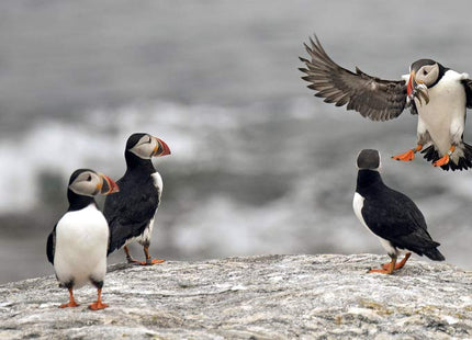 The Puffin Plan: Restoring Seabirds to Egg Rock and Beyond