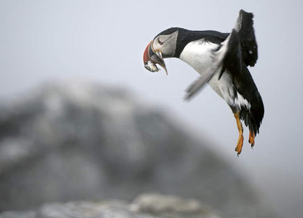 The Puffin Plan: Restoring Seabirds to Egg Rock and Beyond