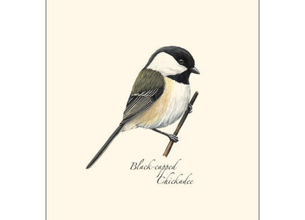 Earth Sky + Water - Black-capped Chickadee Notecard Set - 8 Blank Cards with Envelopes