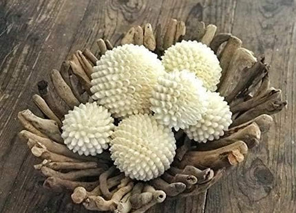 Tumbler Home Real Seashell Decorative Balls for Beach House Decor