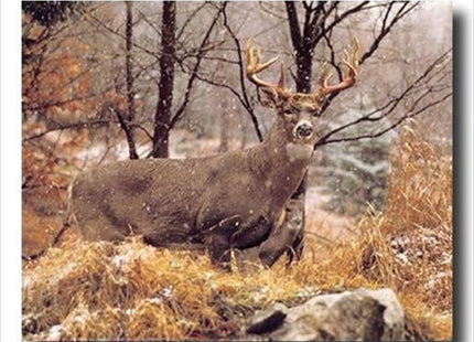 Whitetail Buck Deer And Doe In Snow Animal Wildlife Wall Picture Art Print