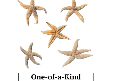 Real Dried Northern Starfish (Asterias vulgaris) – Authentic Large Maine Sea Star – 7–12” – Unique One-of-a-Kind Specimens for Coastal Decor, Nautical Crafts & Weddings