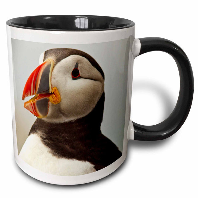 3dRose mug_90617_4 "Atlantic Puffins, Machias Seal Island, Cutler, Maine - US20 CHA0008 - Chuck Haney" Two Tone Mug, Black/White, 11 oz