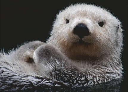 RAVENSBURGER Puzzle 16980 Sweet Little Otter-500 Pieces Puzzle