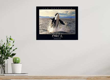 Impact Posters Gallery Breaching Orca Killer Whale Ocean Animal Nature Wall Decor Art Print Poster (16x20)