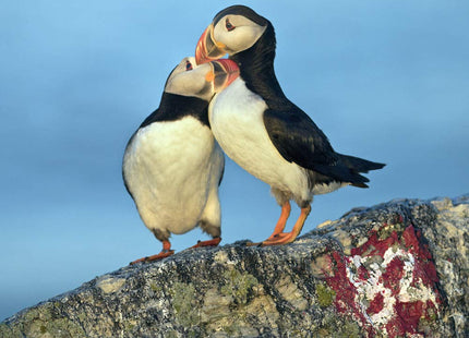 The Puffin Plan: Restoring Seabirds to Egg Rock and Beyond