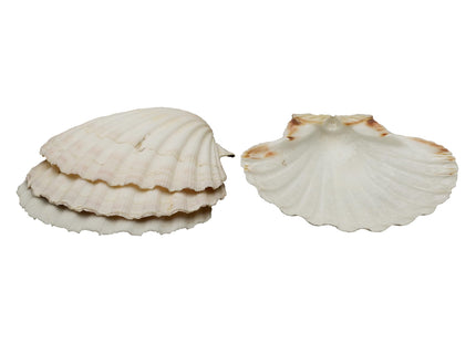 Maine Man Natural Baking Shells, Harvested From Ireland And Scotland, For Baking, Seafood, Appetizers, And Desserts, 4-Inch, Set of 4