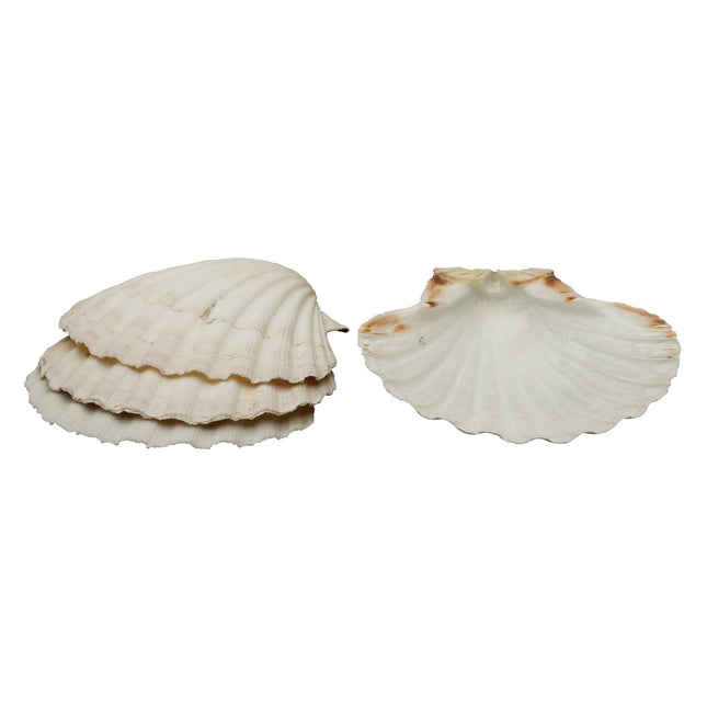 Maine Man Natural Baking Shells, Harvested From Ireland And Scotland, For Baking, Seafood, Appetizers, And Desserts, 4-Inch, Set of 4