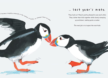 Puffin