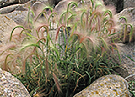 Grasses and Rushes of Maine: A Field Guide