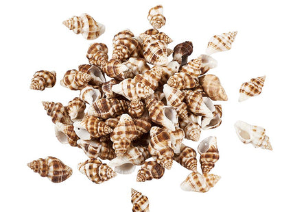 Craftdady About 161pcs/Box Natural Spiral Sea Shell Pendants 13.5-17.5x20.5-30.5mm Cowrie Beach Seashell Charms with 1.5mm Hole for Jewelry Making Fish Tank Home Decor