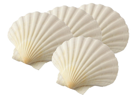 Maine Man Natural Baking Shells, Harvested From Ireland And Scotland, For Baking, Seafood, Appetizers, And Desserts, 4-Inch, Set of 4