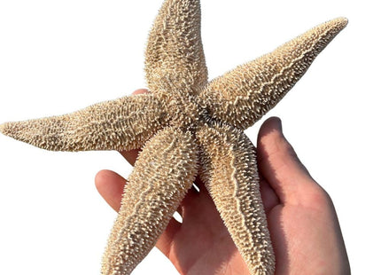 Real Dried Northern Starfish (Asterias vulgaris) – Authentic Large Maine Sea Star – 7–12” – Unique One-of-a-Kind Specimens for Coastal Decor, Nautical Crafts & Weddings