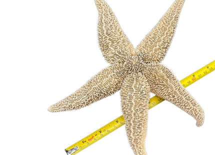 Real Dried Northern Starfish (Asterias vulgaris) – Authentic Maine Sea Star – 7–12” (M, L, XL) – Unique One-of-a-Kind Specimens for Coastal Decor, Nautical Crafts & Weddings (Extra Large (10-11"))