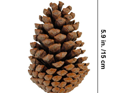 Supla 6 PCS 5"- 6" Tall Natural Pinecones Giant Pine Cones Large Pinecone Ornaments Real Preserved Pine Cones Big Pinecones