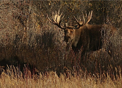 Moose Mania