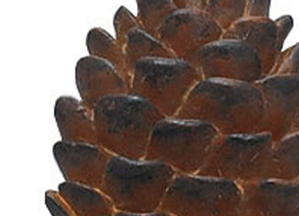 Park Designs Pinecone Shower Curtain Hooks (Set of 12)