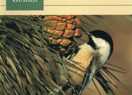Wild Bird Guide: Black-Capped Chickadee