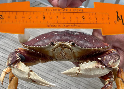 AirFly 32 in Folding Fish Ruler Measuring Board, Crab & Lobster Gauge