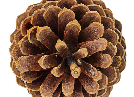 Supla 6 PCS 5"- 6" Tall Natural Pinecones Giant Pine Cones Large Pinecone Ornaments Real Preserved Pine Cones Big Pinecones