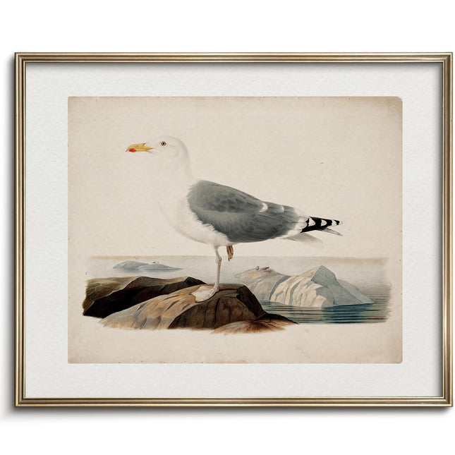 Vodefoad Vintage Seagull Print Large Seagull Nautical Bird Wall Art Coastal Print Beach House Wall Art Nautical Decor for Gallery Kitchen Living Room Bedroom (UNFRAMED 8x10in)