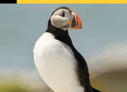 Birding New England (Birding Series)