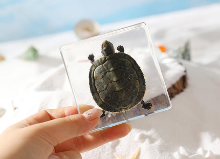 Real Taxidermy Turtle in Resin – Authentic Specimen for Coastal Home Decor