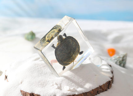 Real Taxidermy Turtle in Resin – Authentic Specimen for Coastal Home Decor