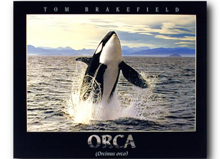 Impact Posters Gallery Breaching Orca Killer Whale Ocean Animal Nature Wall Decor Art Print Poster (16x20)