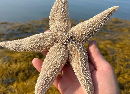 Real Dried Northern Starfish (Asterias vulgaris) – Authentic Large Maine Sea Star – 7–12” – Unique One-of-a-Kind Specimens for Coastal Decor, Nautical Crafts & Weddings