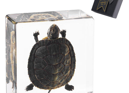 Real Taxidermy Turtle in Resin – Authentic Specimen for Coastal Home Decor