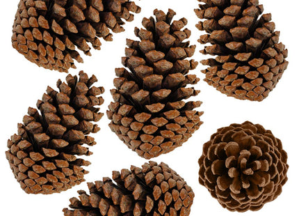 Supla 6 PCS 5"- 6" Tall Natural Pinecones Giant Pine Cones Large Pinecone Ornaments Real Preserved Pine Cones Big Pinecones