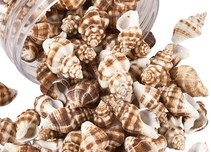 Craftdady About 161pcs/Box Natural Spiral Sea Shell Pendants 13.5-17.5x20.5-30.5mm Cowrie Beach Seashell Charms with 1.5mm Hole for Jewelry Making Fish Tank Home Decor
