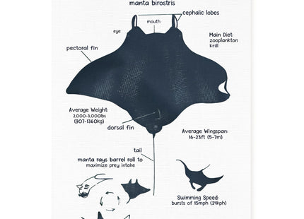 FDHSPAAM Ocean Manta Ray Anatomy Wall Art Decor, Coastal Beach Room Decorations, Coastal Beach Marine Life Educational Wall Art Posters for Boys Kids Room Classroom Home Decor, 12x16 Inch