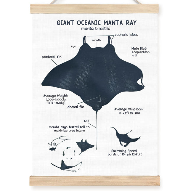 FDHSPAAM Ocean Manta Ray Anatomy Wall Art Decor, Coastal Beach Room Decorations, Coastal Beach Marine Life Educational Wall Art Posters for Boys Kids Room Classroom Home Decor, 12x16 Inch