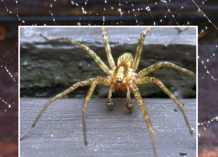 A Backyard Book of Spiders in Maine