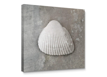 Niwo ART - Seashell, Sea Animail Canvas Wall Art Home Decor,Stretched Ready to Hang (12"x12"x1.5")