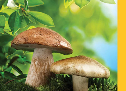 Foraging Mushrooms Maine (Foraging Series)