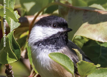 Maine Birds: A Folding Pocket Guide to Familiar Species (Nature Observation North America)