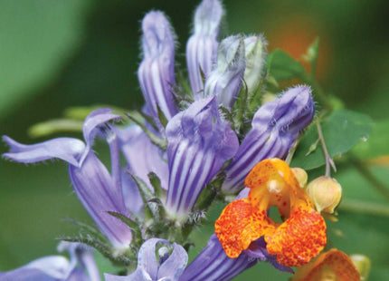 Native Plants for New England Gardens