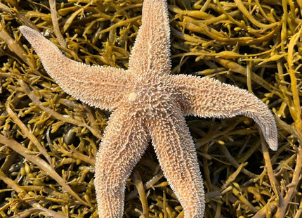 Real Dried Northern Starfish (Asterias vulgaris) – Authentic Large Maine Sea Star – 7–12” – Unique One-of-a-Kind Specimens for Coastal Decor, Nautical Crafts & Weddings