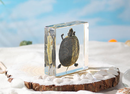 Real Taxidermy Turtle in Resin – Authentic Specimen for Coastal Home Decor