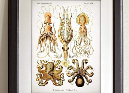 Antique Octopus Print - 11x14 Unframed Art Print - Makes a Great Home Decor and Gift