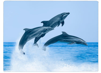Dolphin Jumping Coastal Shoreline Waves Sandy Beach Kitchen Glass Cutting Board Ocean Decorative Gift (Dolphin Jumping)