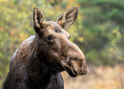Moose Mania
