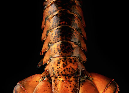 Today Gourmet Foods of NC Maine Lobster Tails (8oz-10oz) (8 Tails)