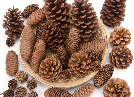 JOHOUSE 50 PCS Large Natural Pinecone Ornaments, Pine Cones Bowl Fillers