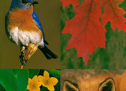 National Audubon Society Field Guide to New England: Connecticut, Maine, Massachusetts, New Hampshire, Rhode Island, Vermont