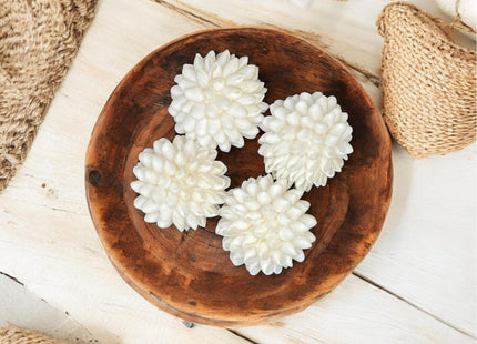 Tumbler Home Real Seashell Decorative Balls for Beach House Decor