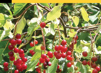 Foraging New England (Foraging Series)